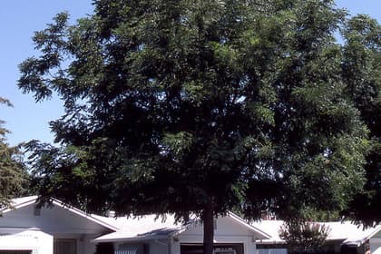 Kentucky Coffee Tree