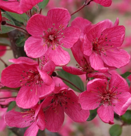 Purple Prince Crabapple