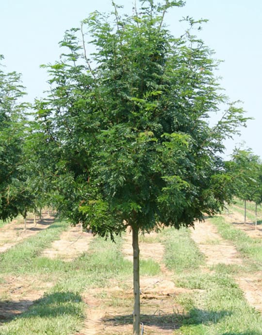 Skyline Honey Locust