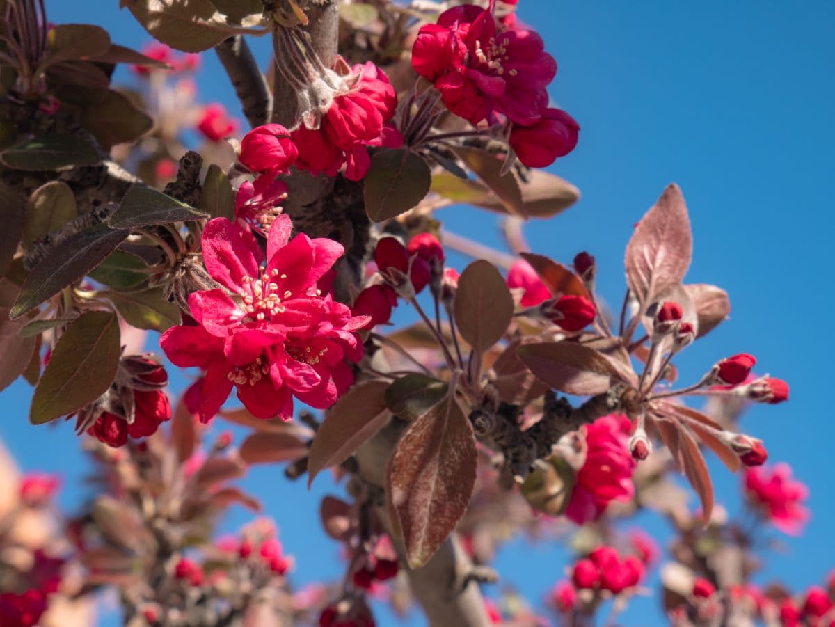 Royal Raindrops Crabapple