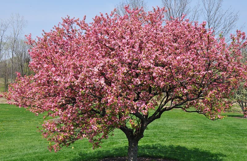 Red Splendor Crabapple