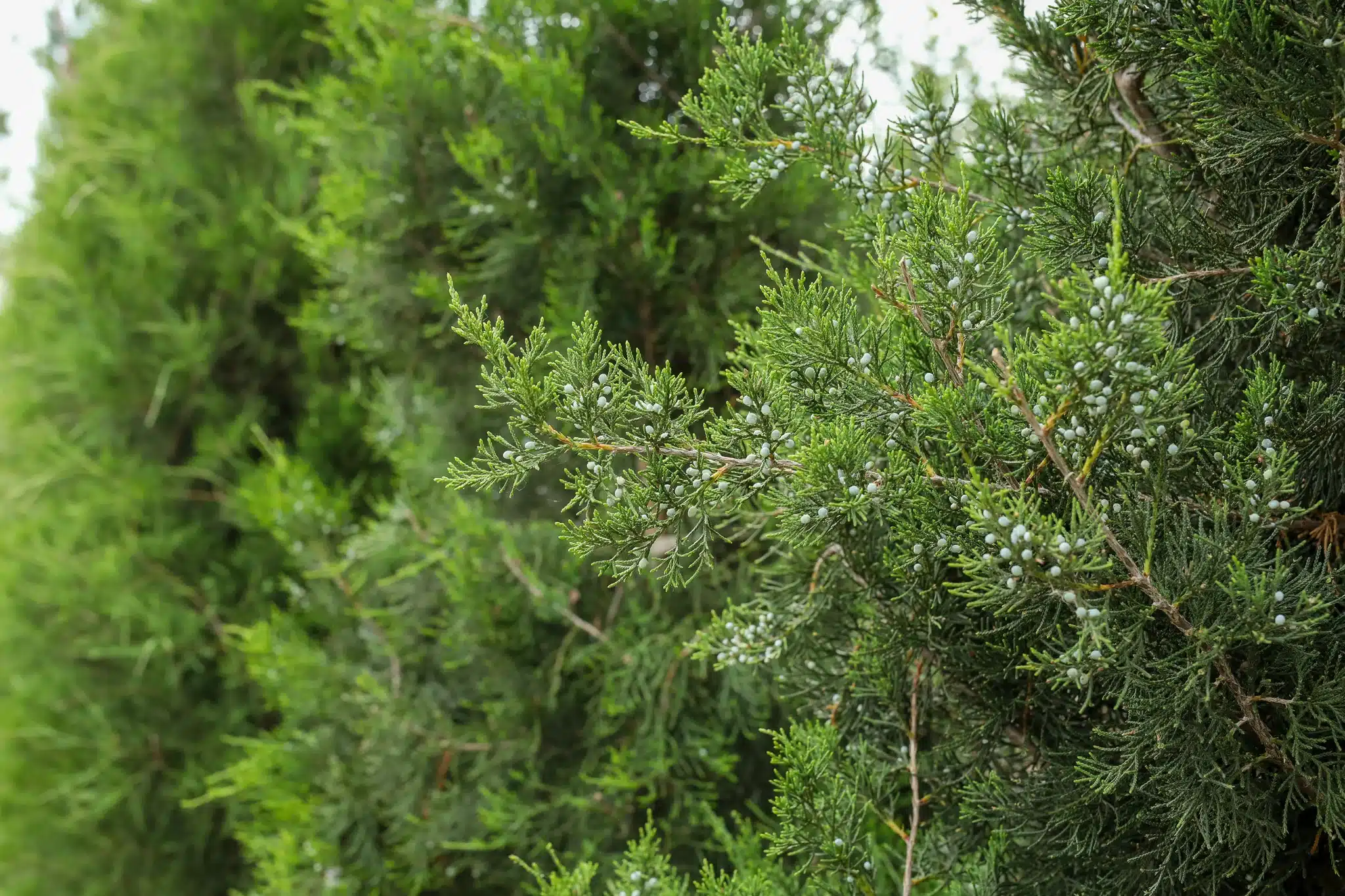 Eastern Red Cedar - thumbnail 10