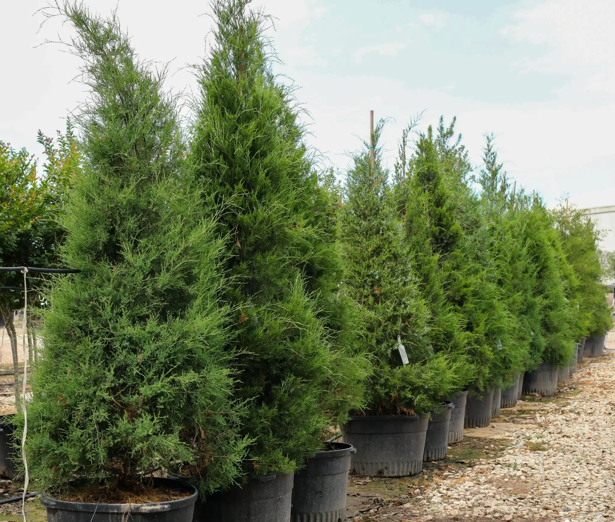 Eastern Red Cedar - thumbnail 2