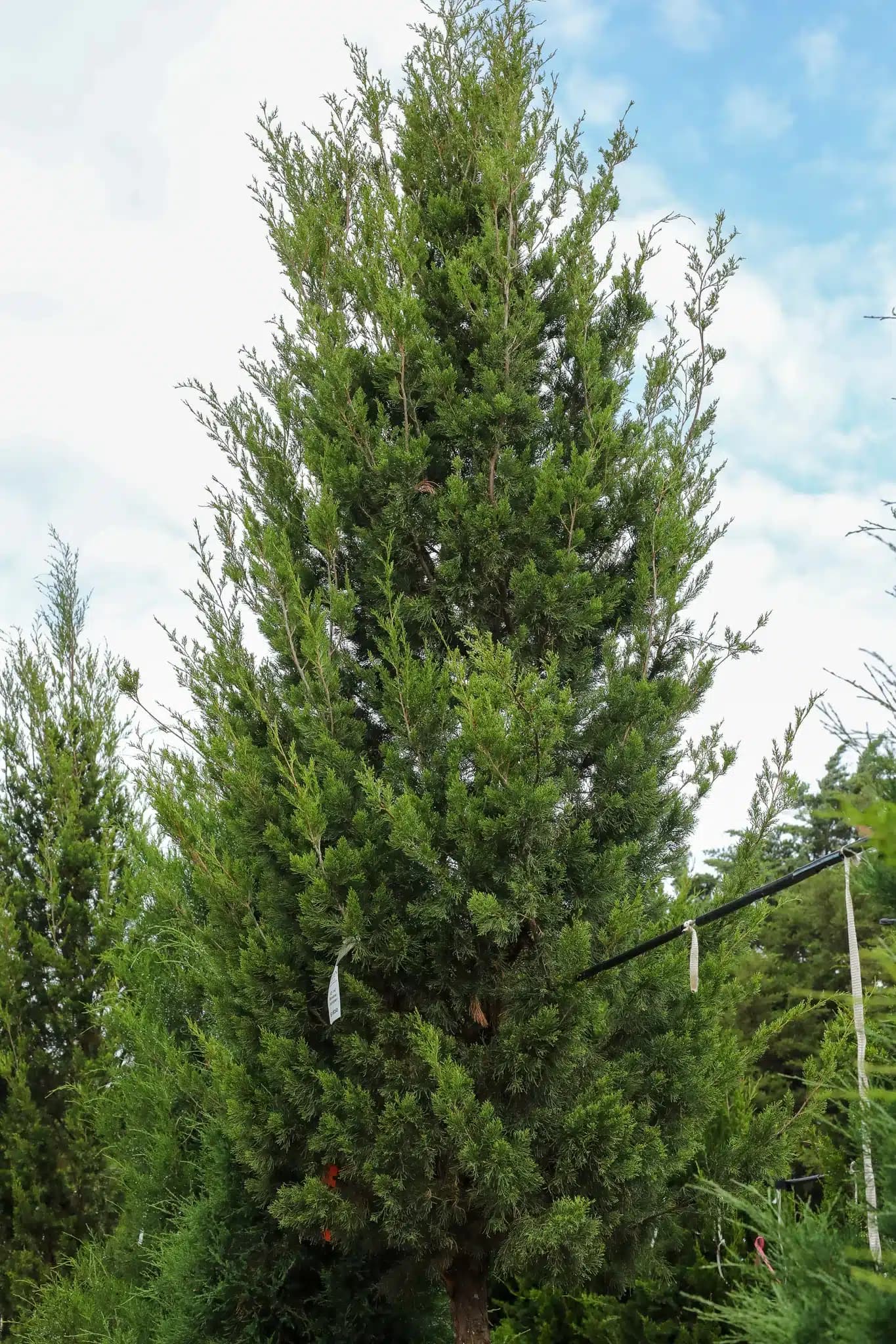 Brodie Juniper - thumbnail 6