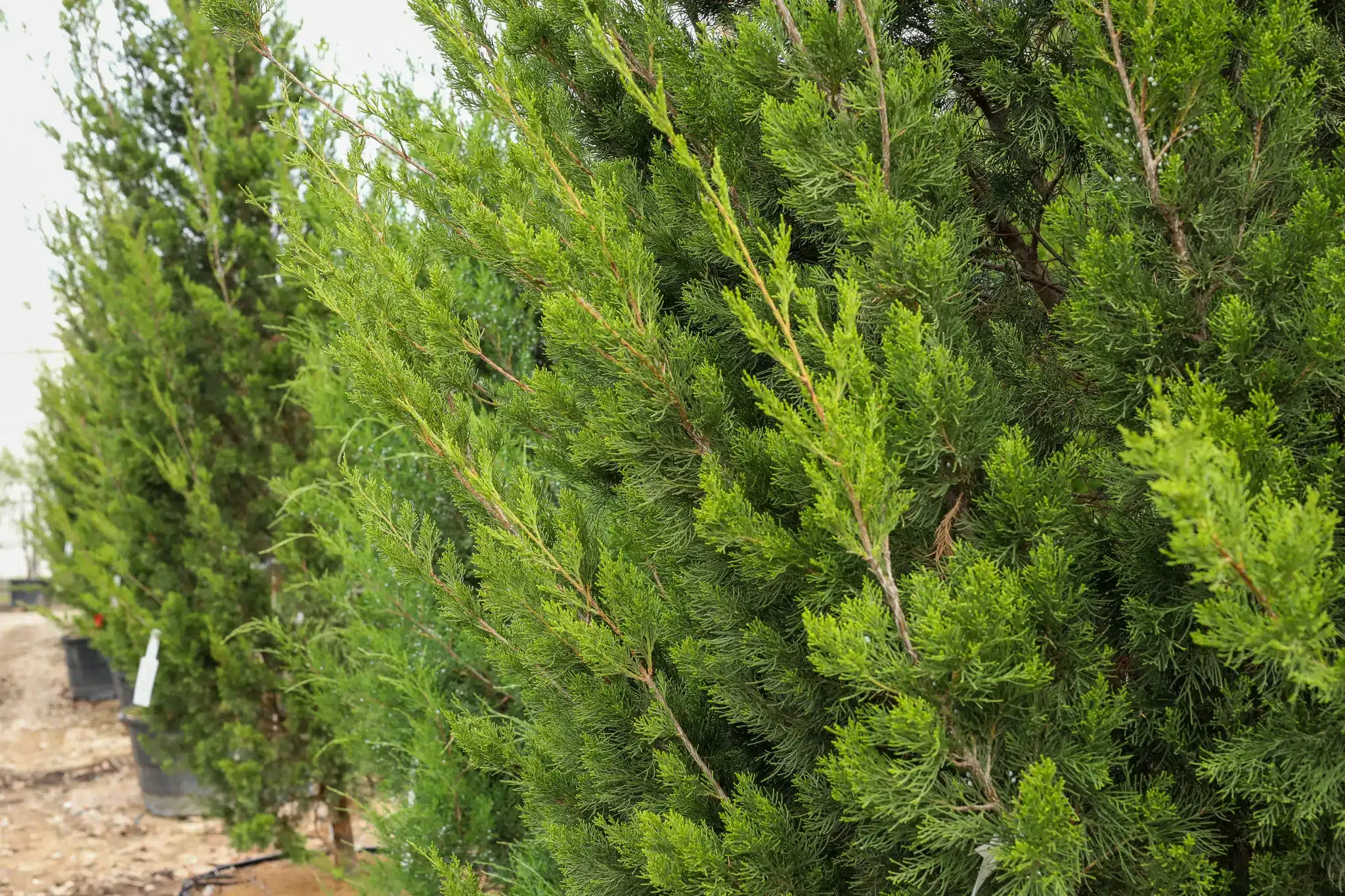 Brodie Juniper - thumbnail 2