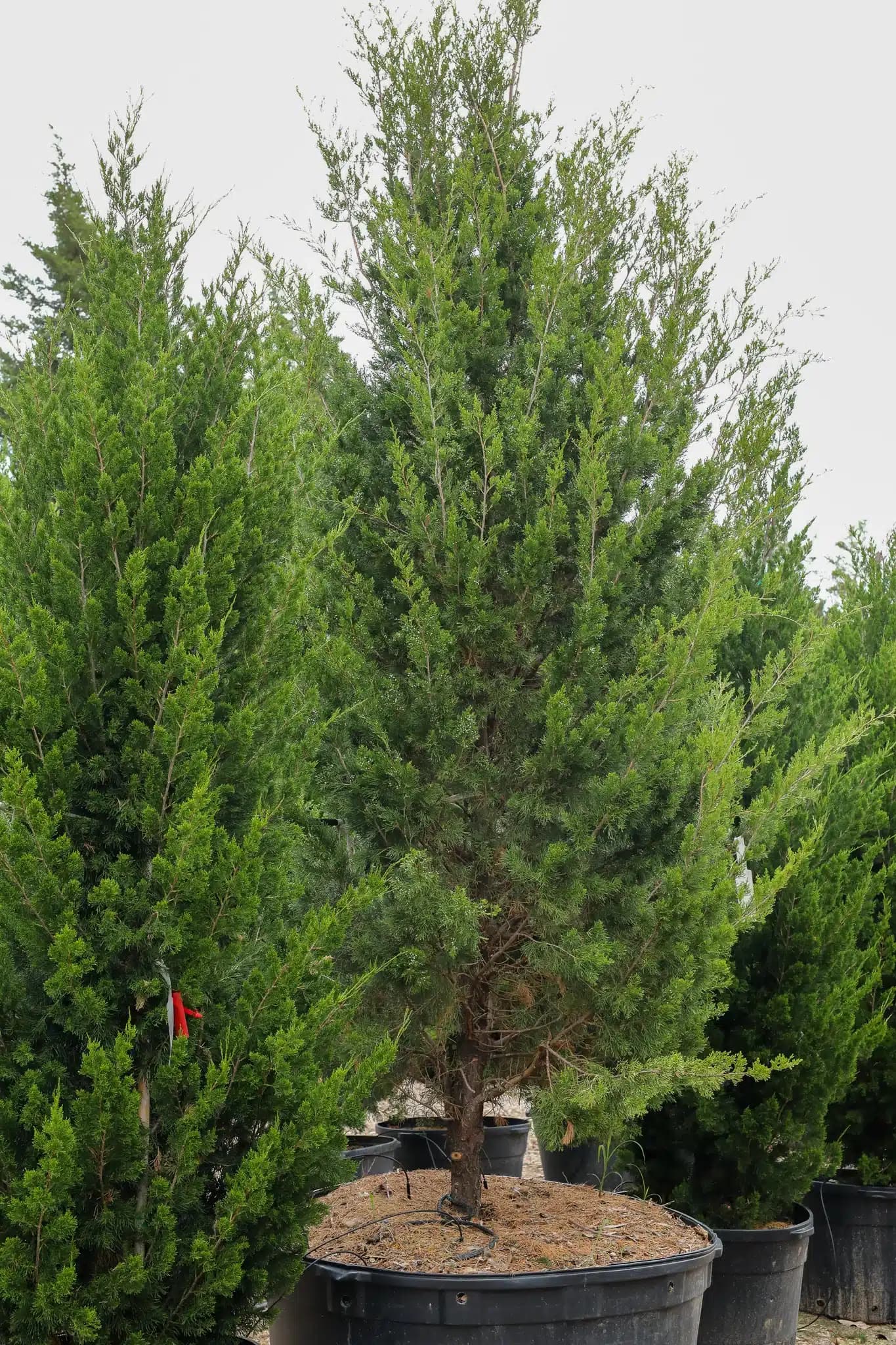 Brodie Juniper - thumbnail 4