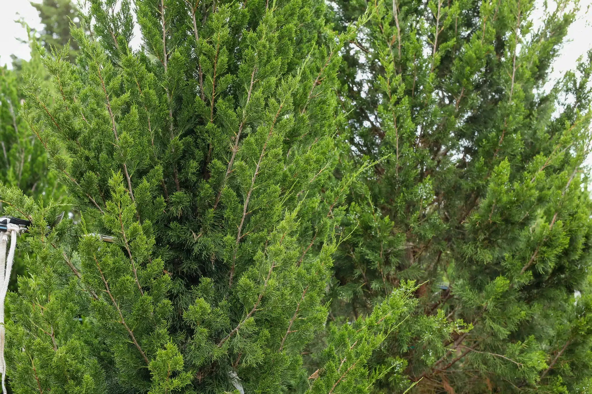 Brodie Juniper - thumbnail 10