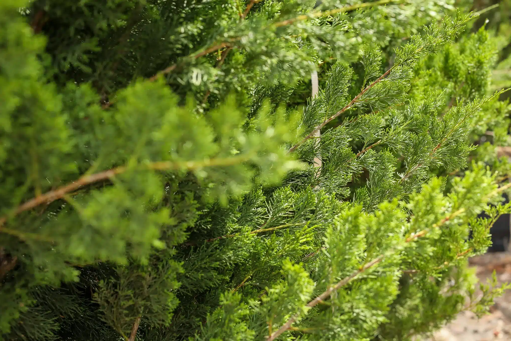 Brodie Juniper - thumbnail 5