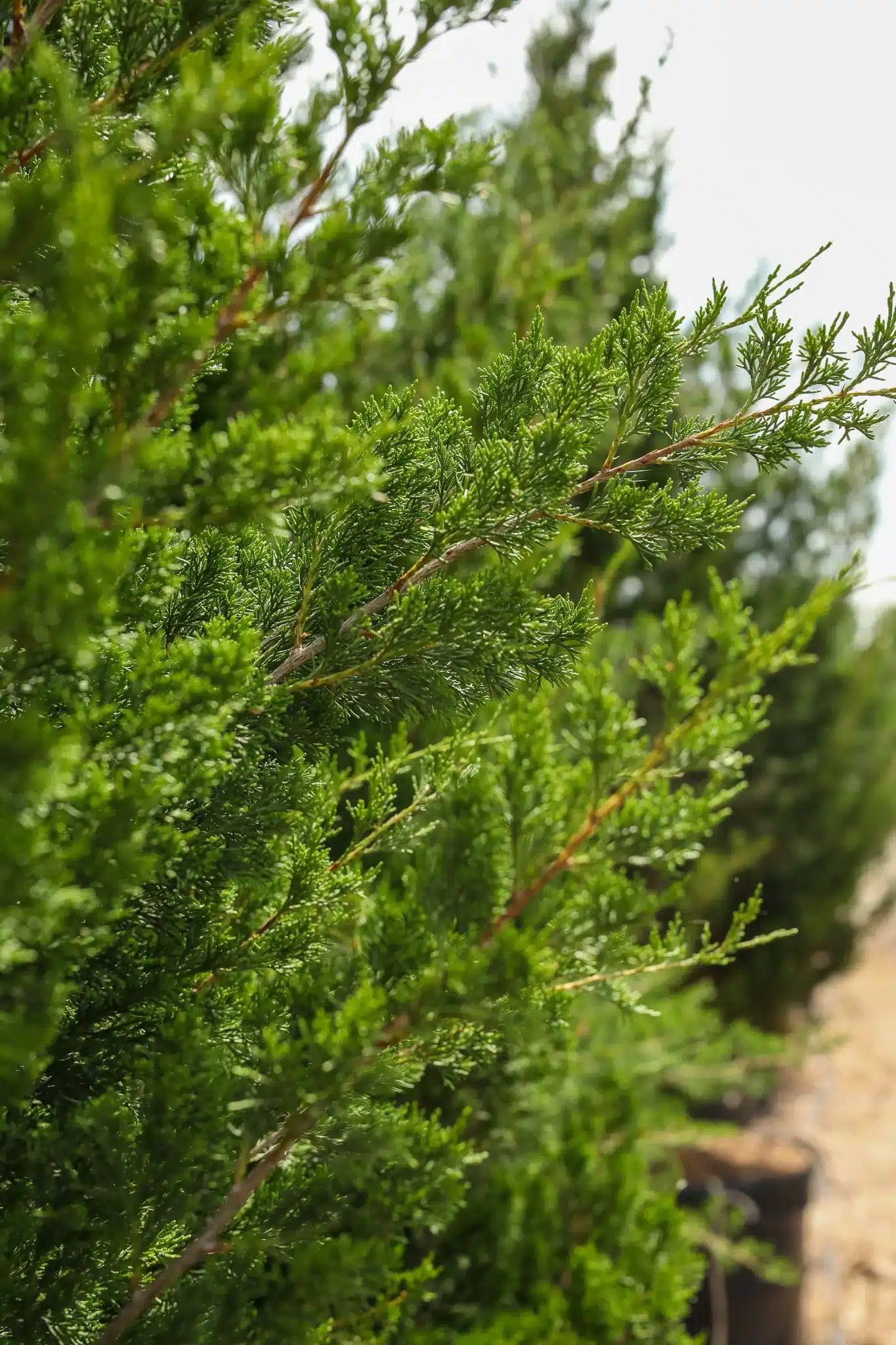 Brodie Juniper - thumbnail 7
