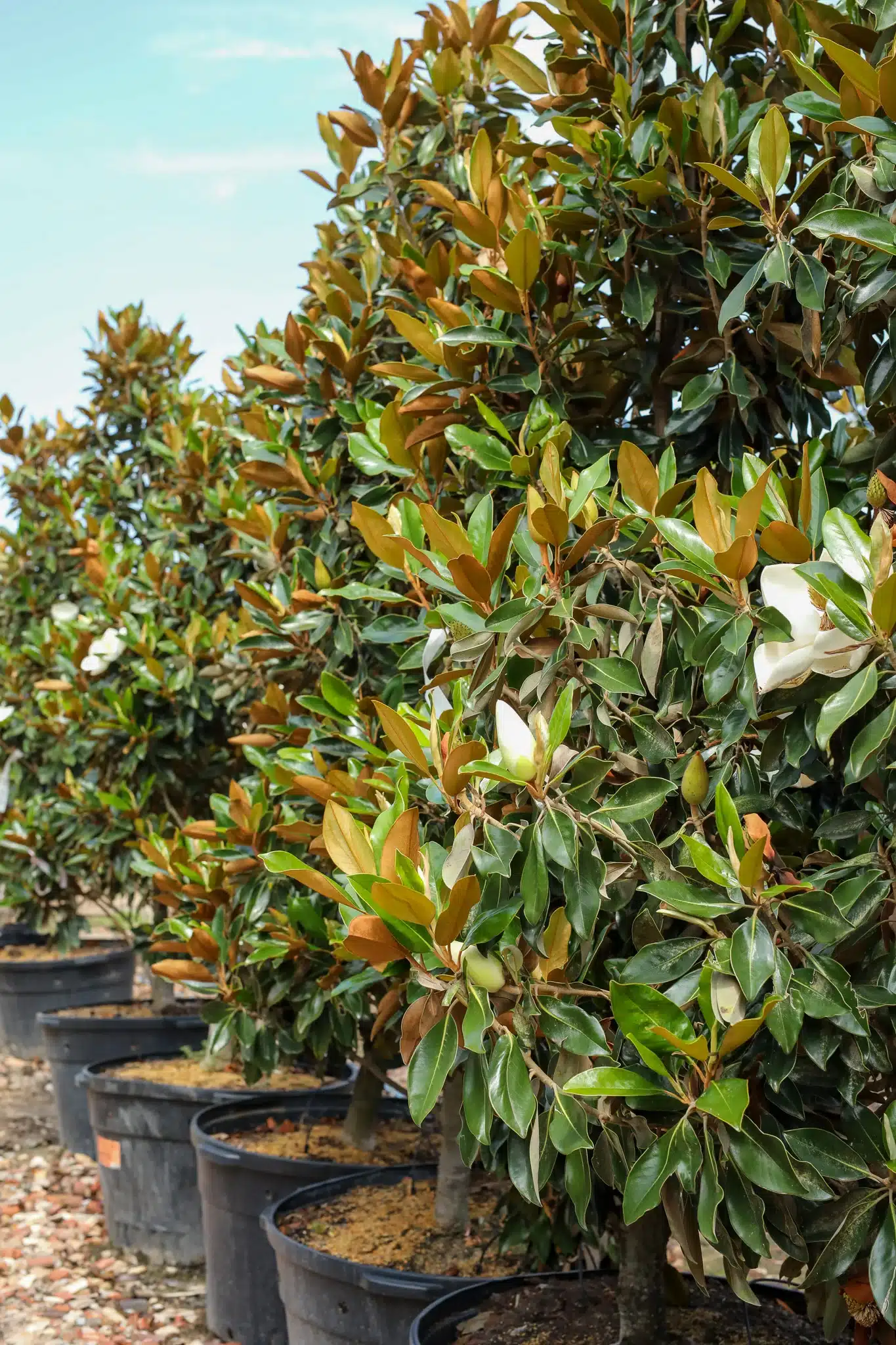 Little Gem Magnolia Tree - thumbnail 4