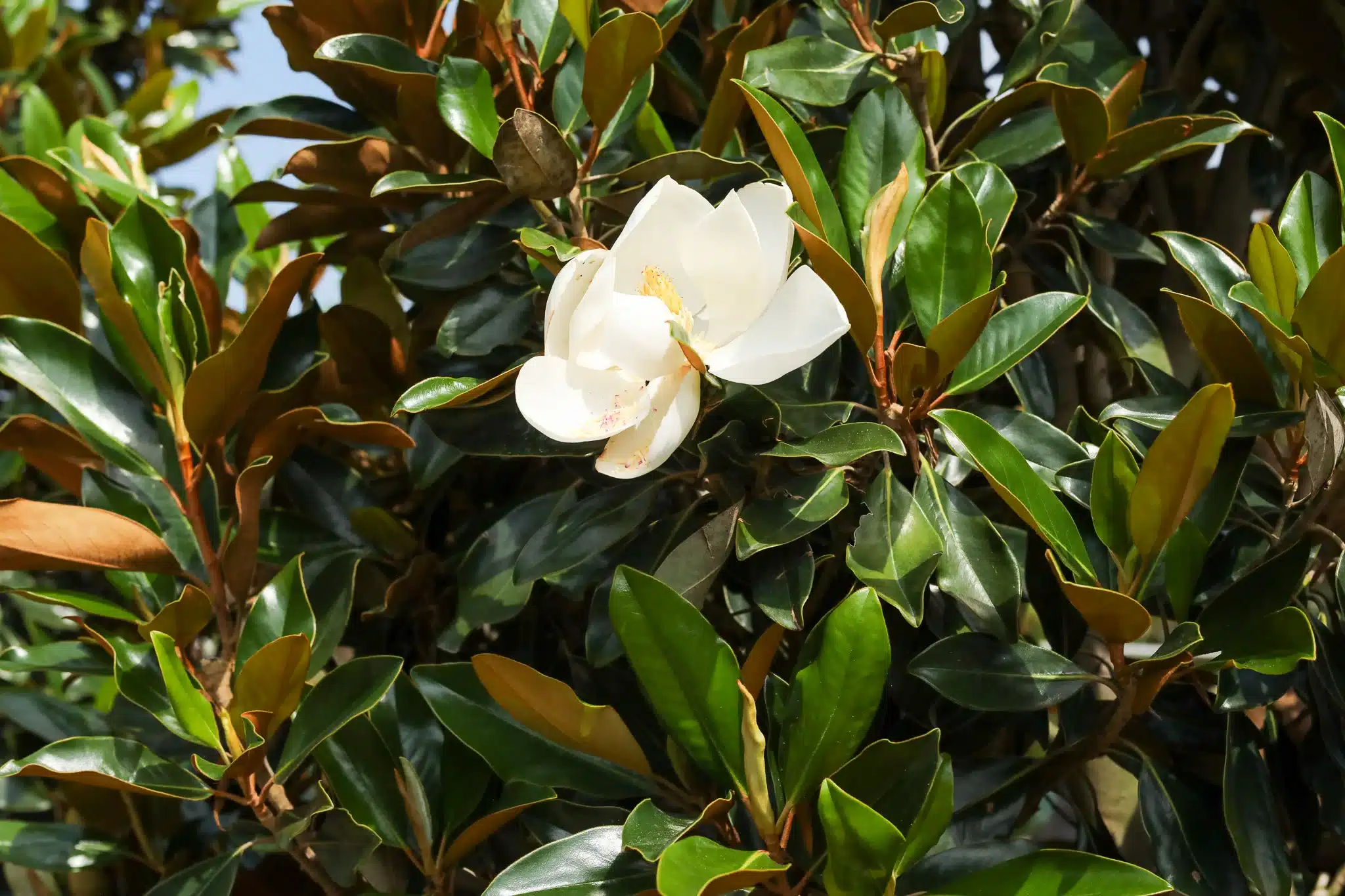 Little Gem Magnolia Tree - thumbnail 7
