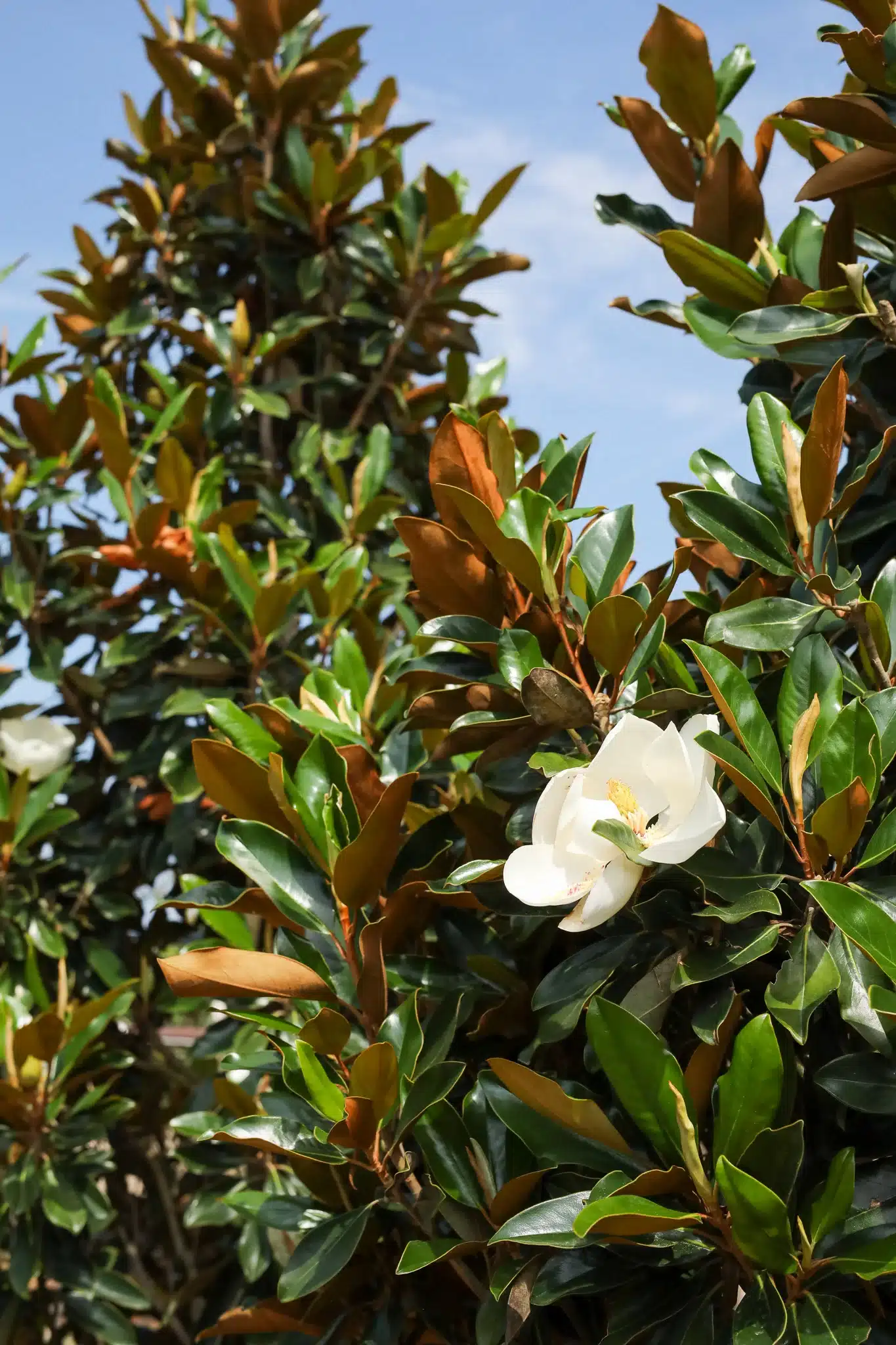 Little Gem Magnolia Tree - thumbnail 5