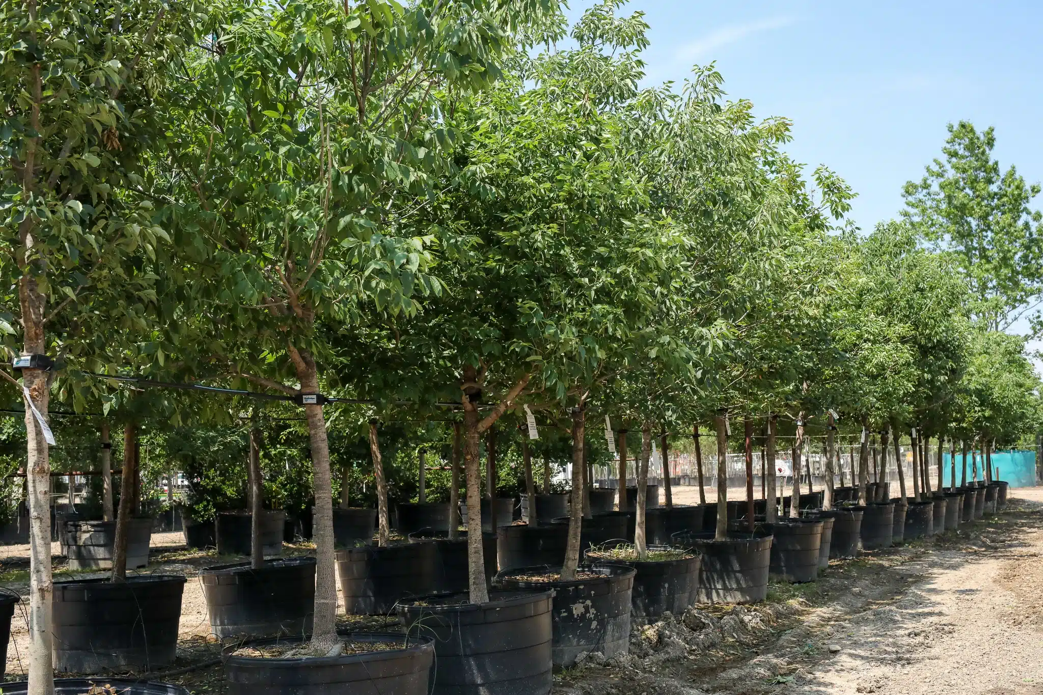 Texas Ash