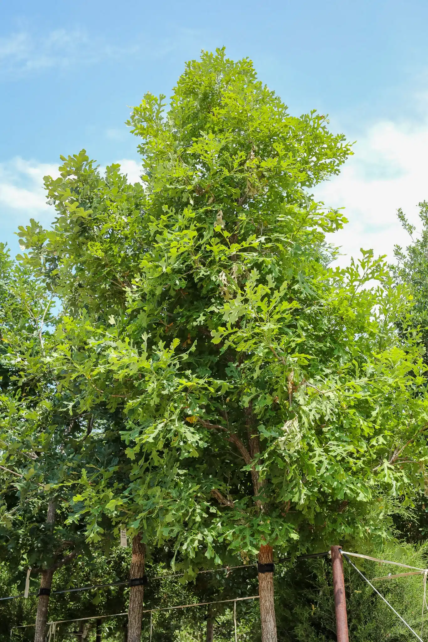 Bur Oak - thumbnail 5