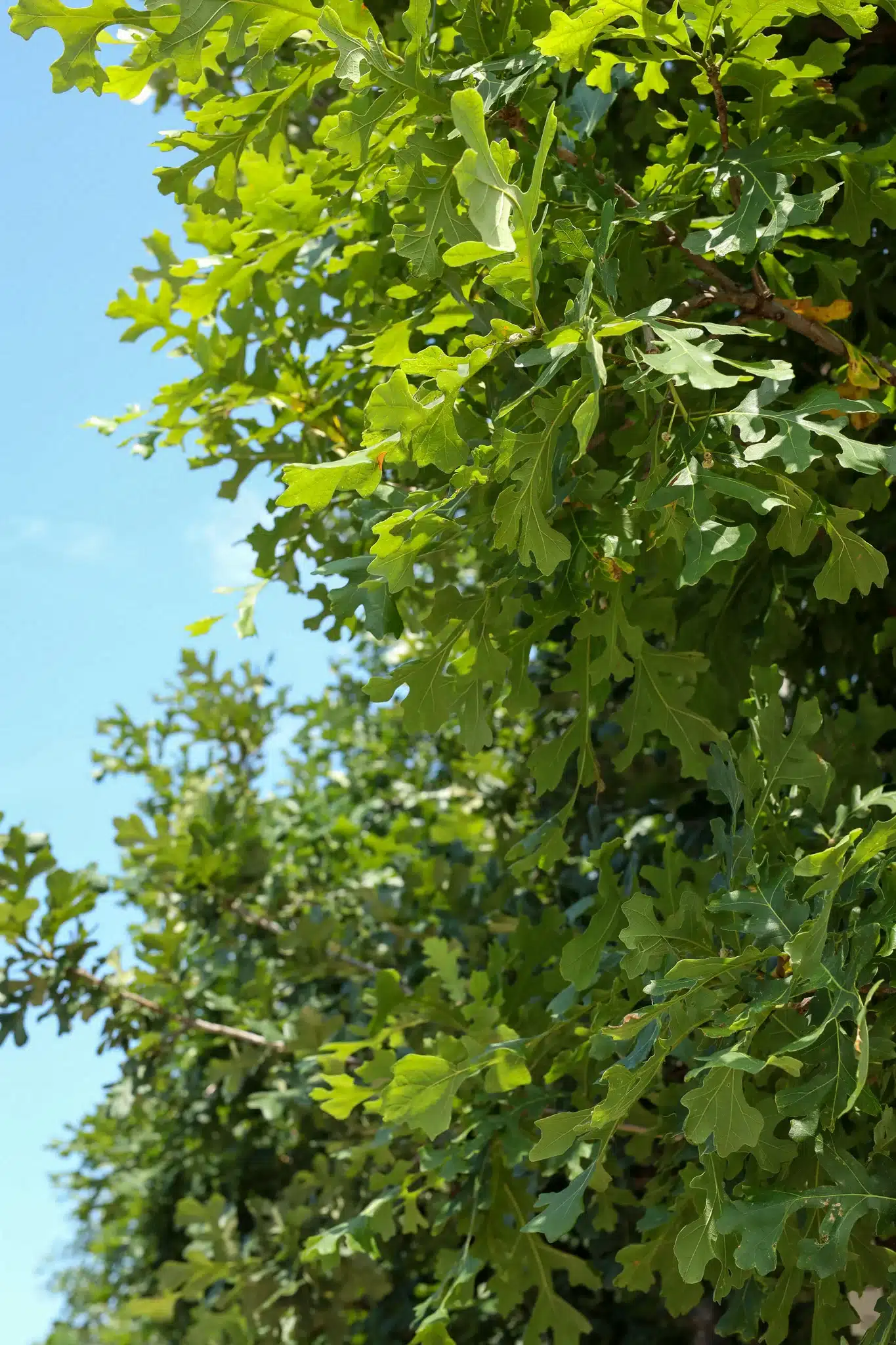 Bur Oak - thumbnail 8
