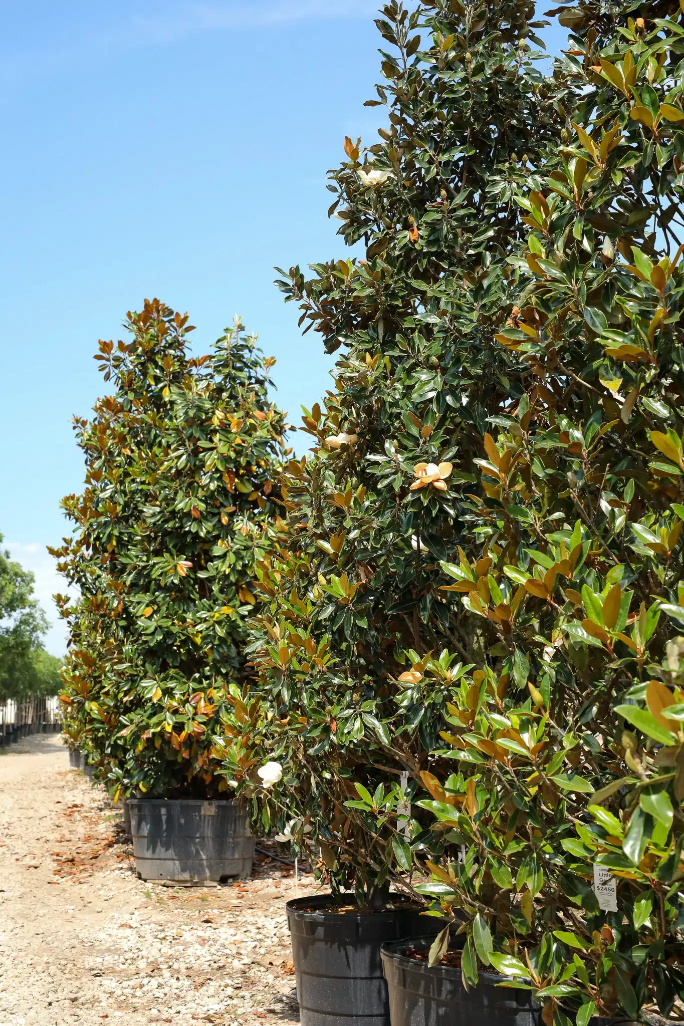 Little Gem Magnolia Tree - thumbnail 8