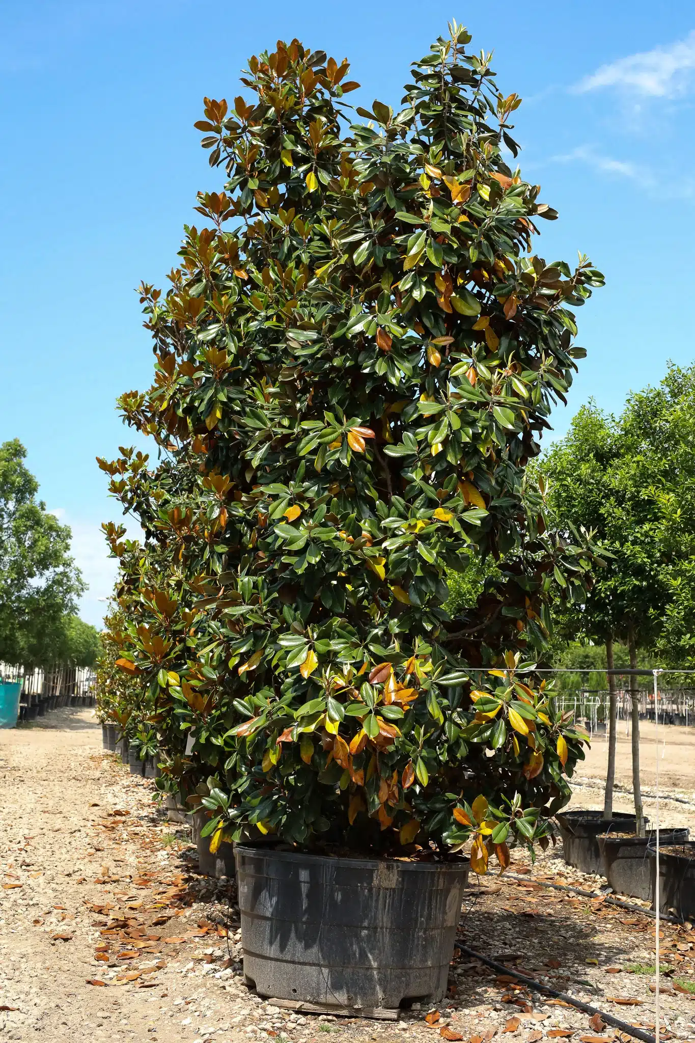 Little Gem Magnolia Tree - thumbnail 10
