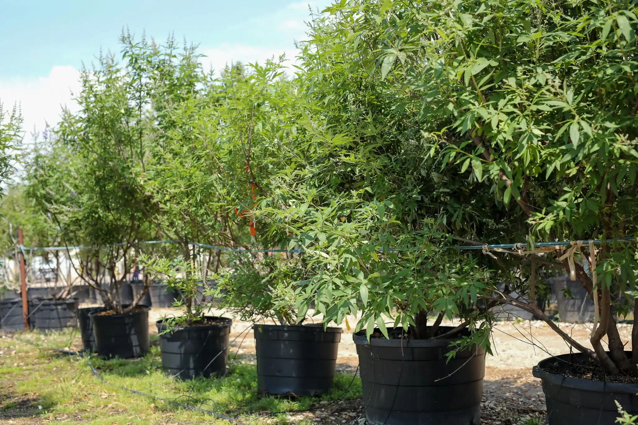Vitex Trees - thumbnail 9