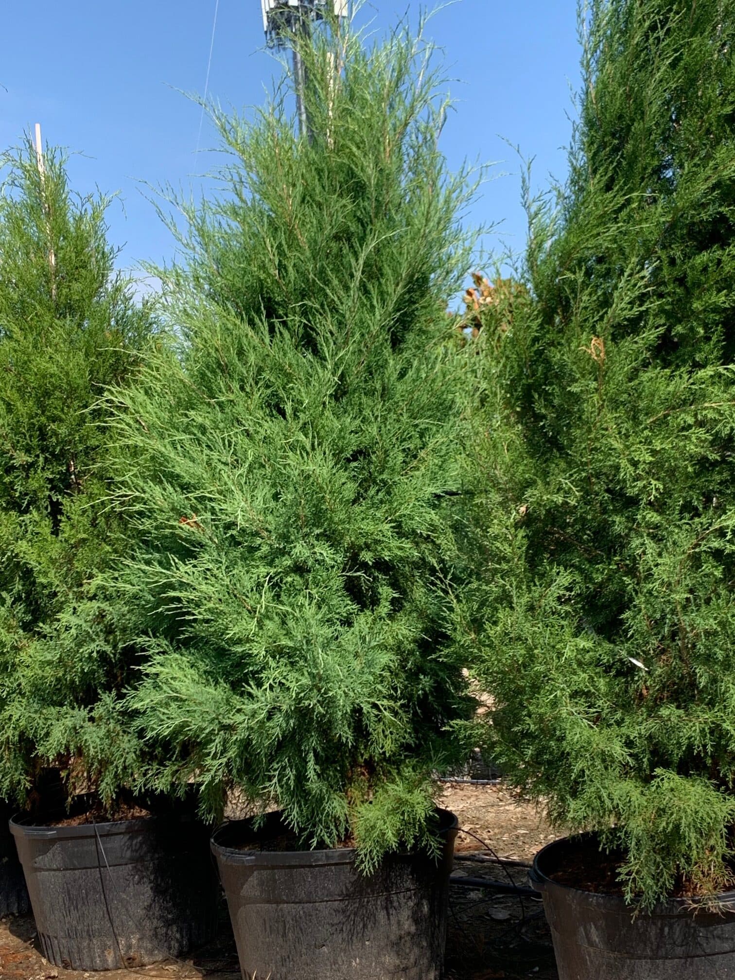 Eastern Red Cedar - thumbnail 6
