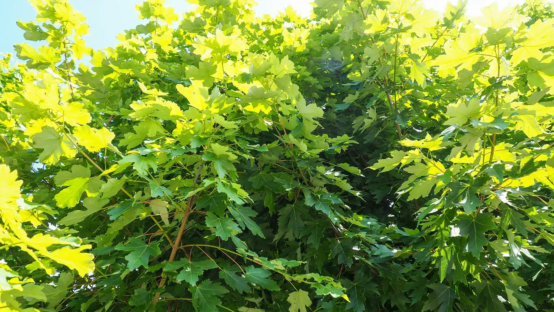 Autumn Blaze Maple