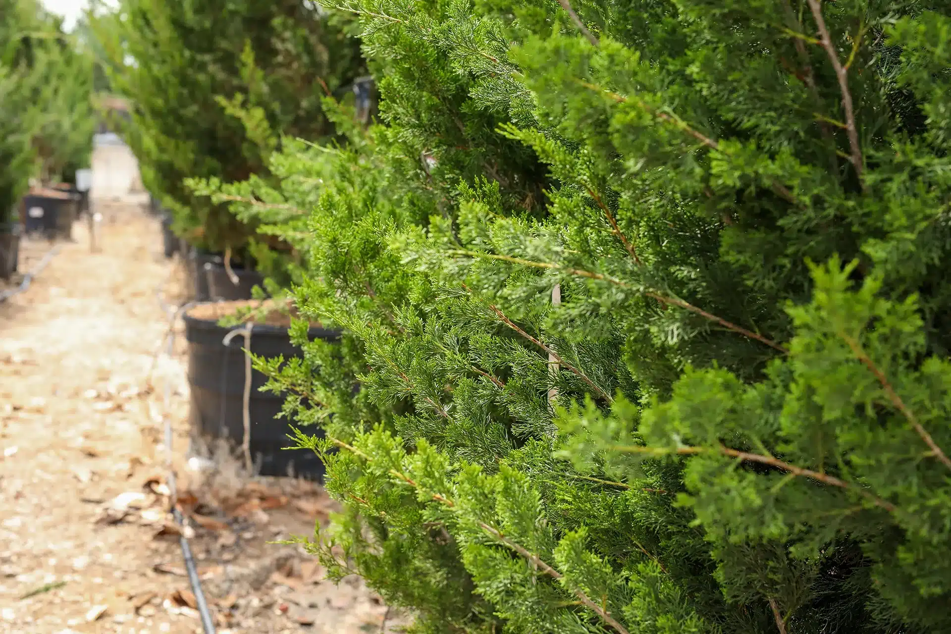 Brodie Juniper