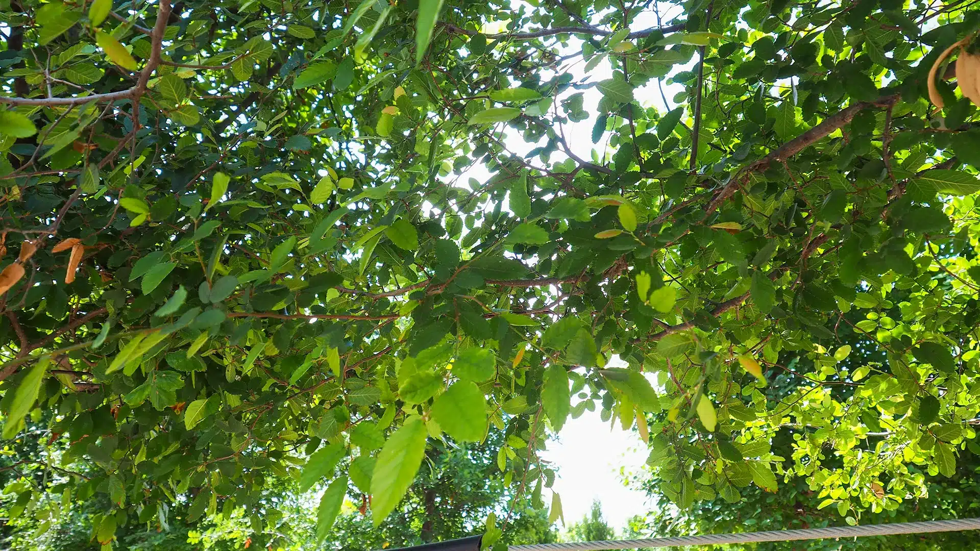 Cedar Elm Trees