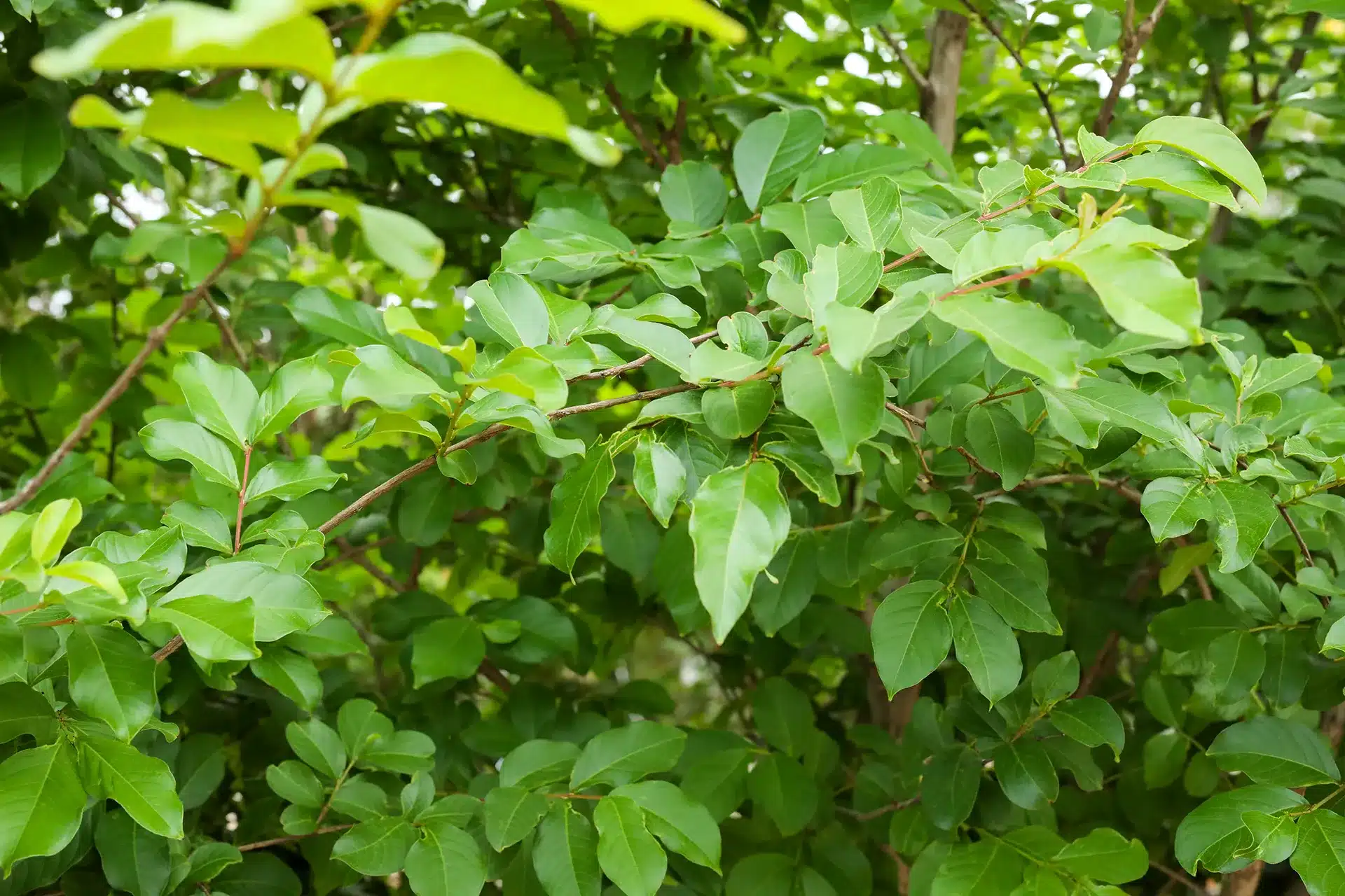 Crepe Myrtle