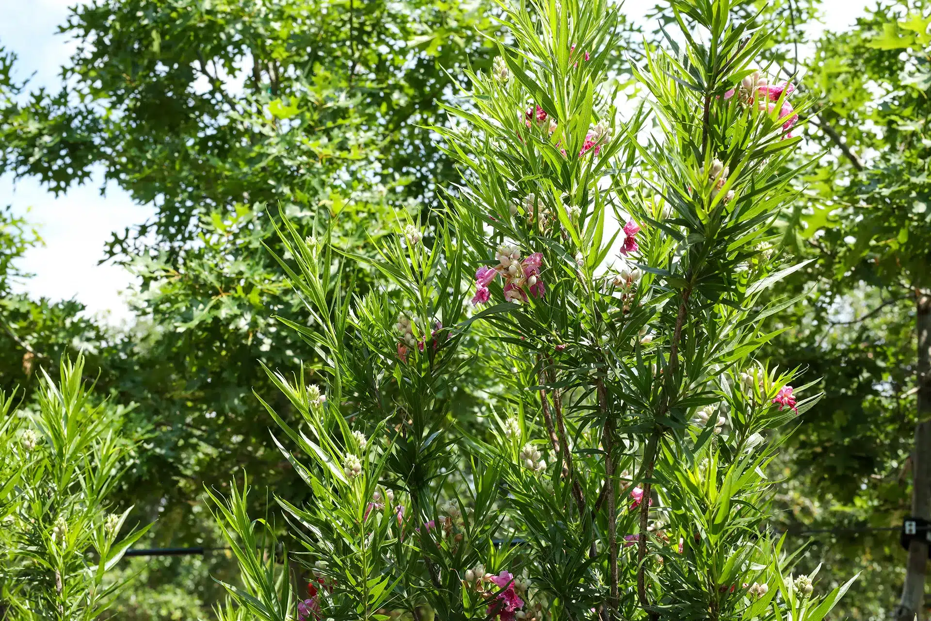Desert Willow