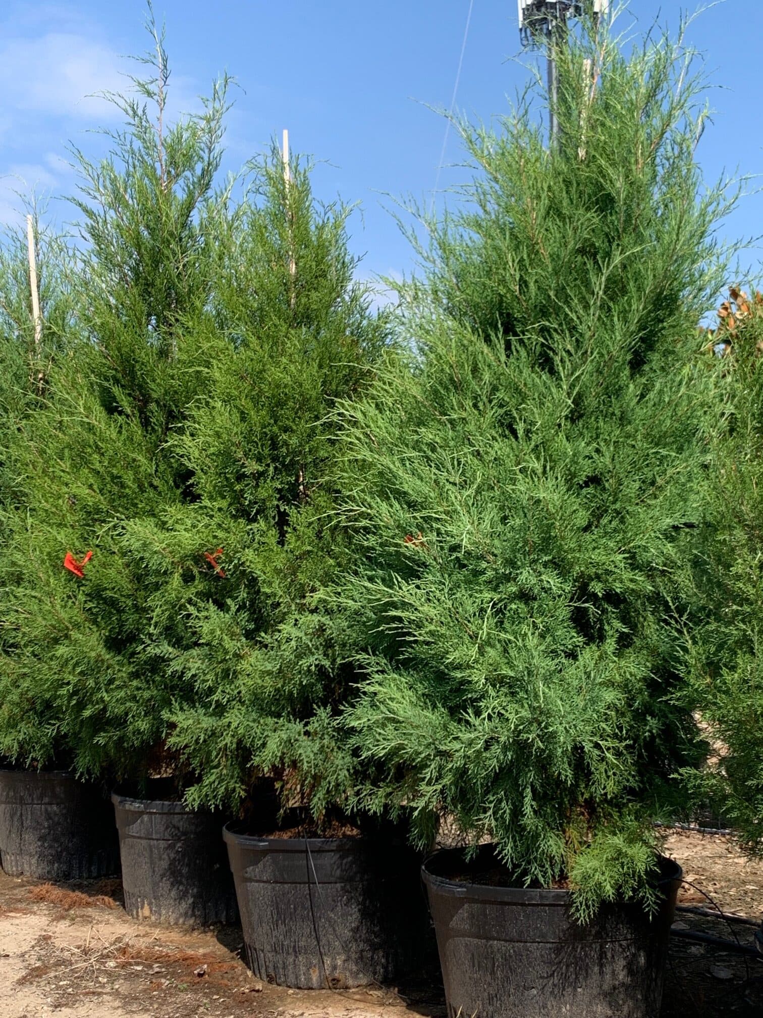 Eastern Red Cedar - thumbnail 9