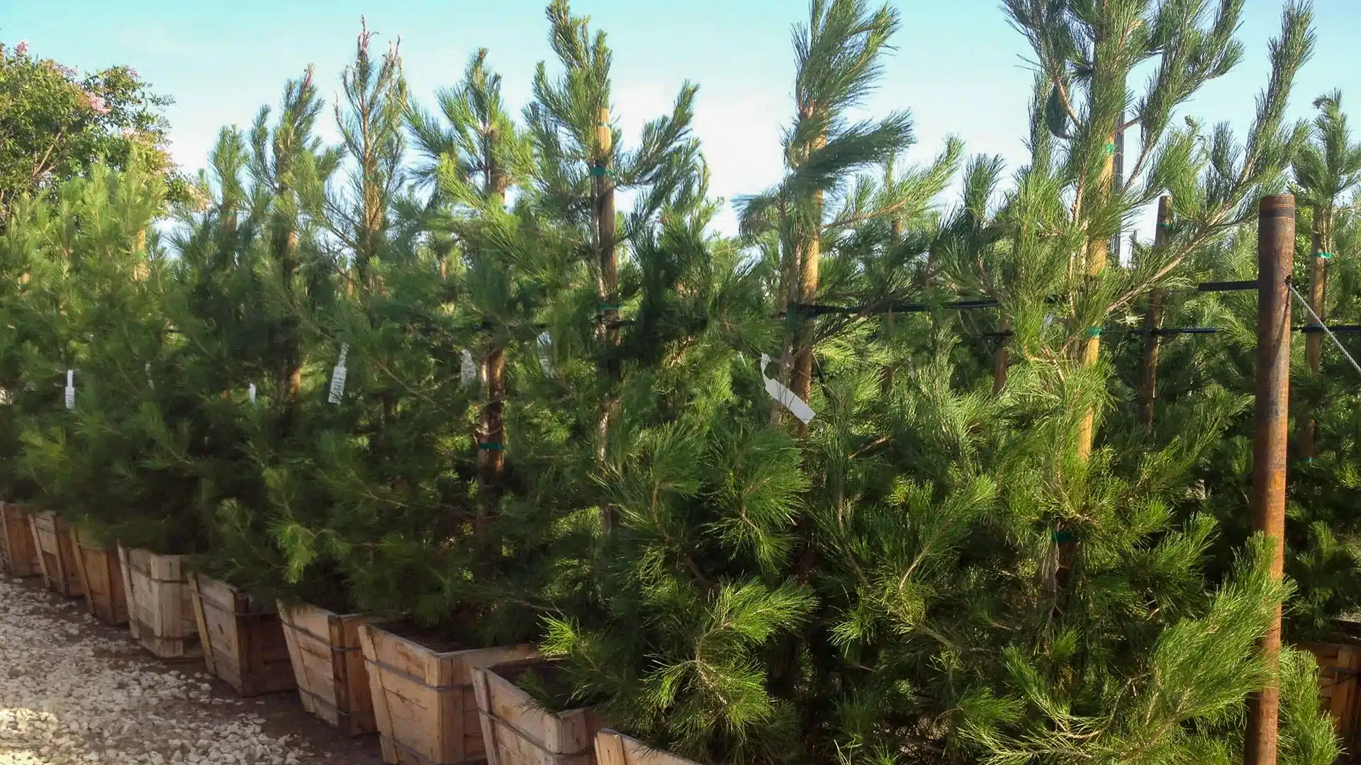Elderica Pine