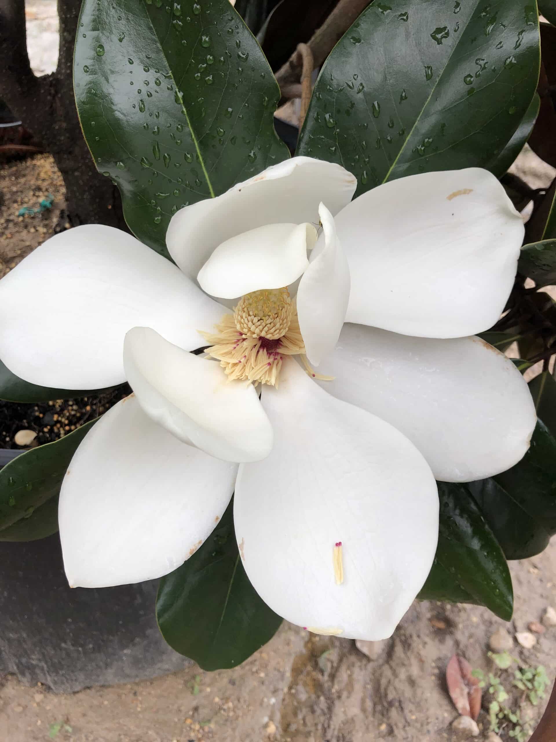 Little Gem Magnolia Tree - thumbnail 3