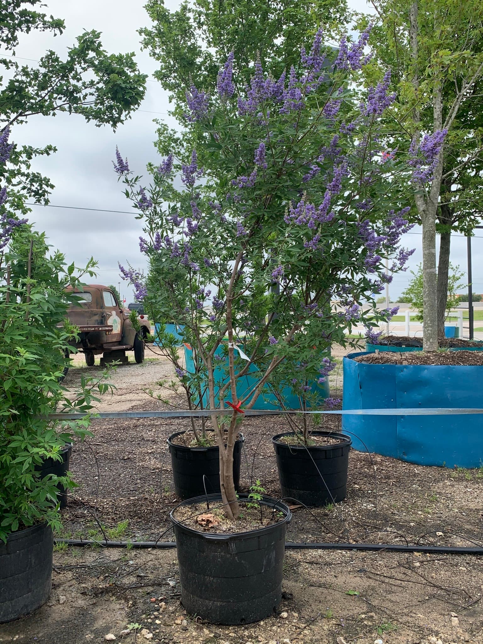 Vitex Trees - thumbnail 4