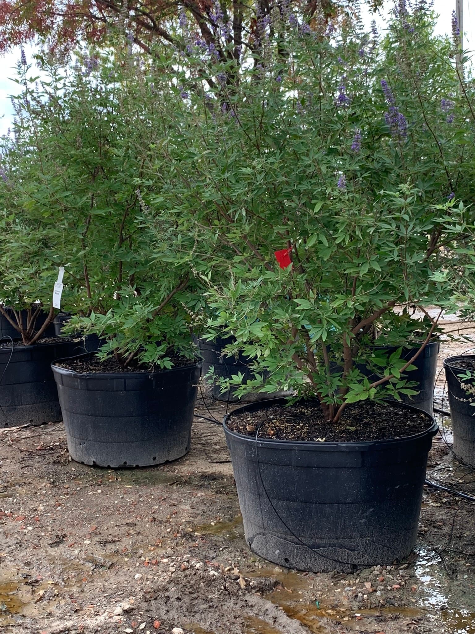 Vitex Trees - thumbnail 10