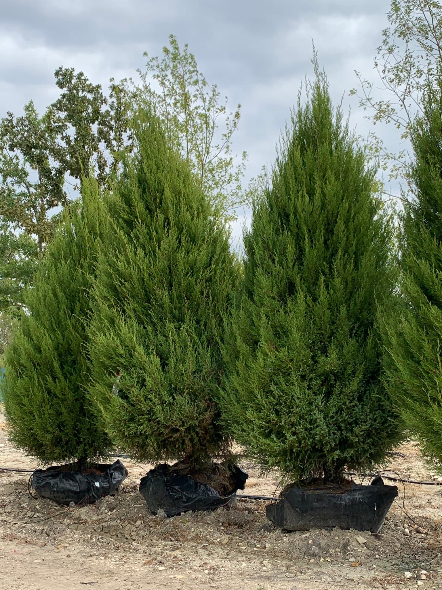 Eastern Red Cedar - thumbnail 8