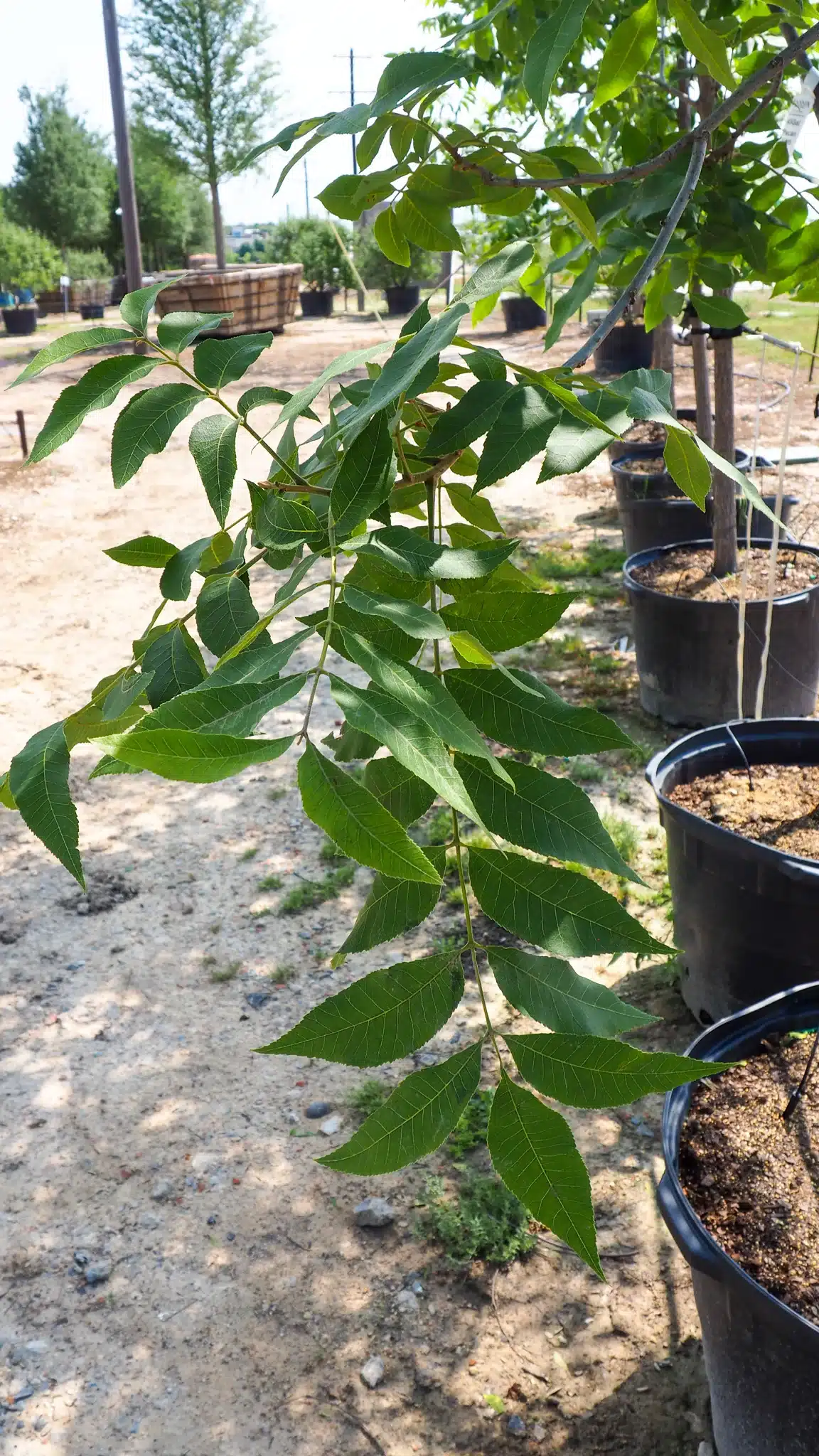 Pecan - thumbnail 6