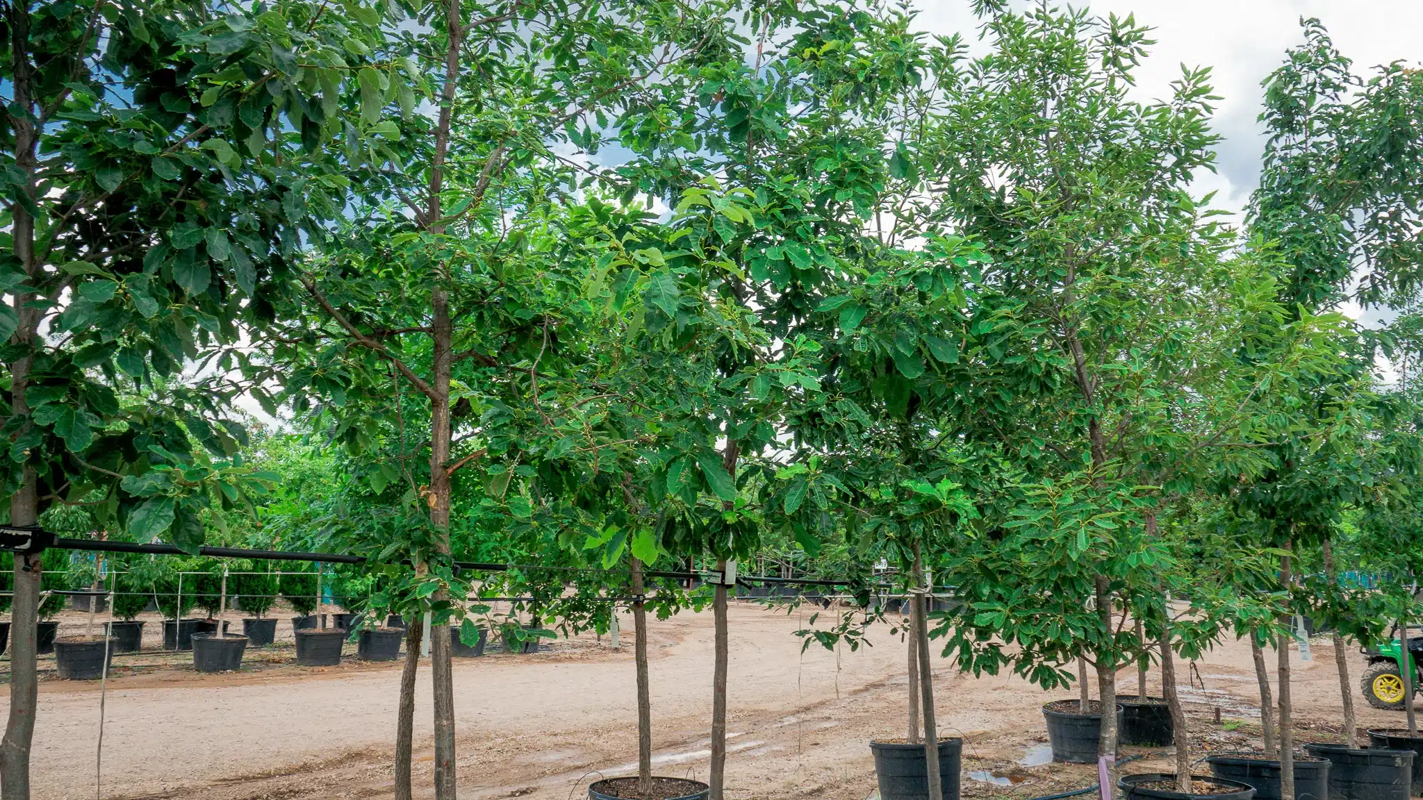 Chinquapin Oak