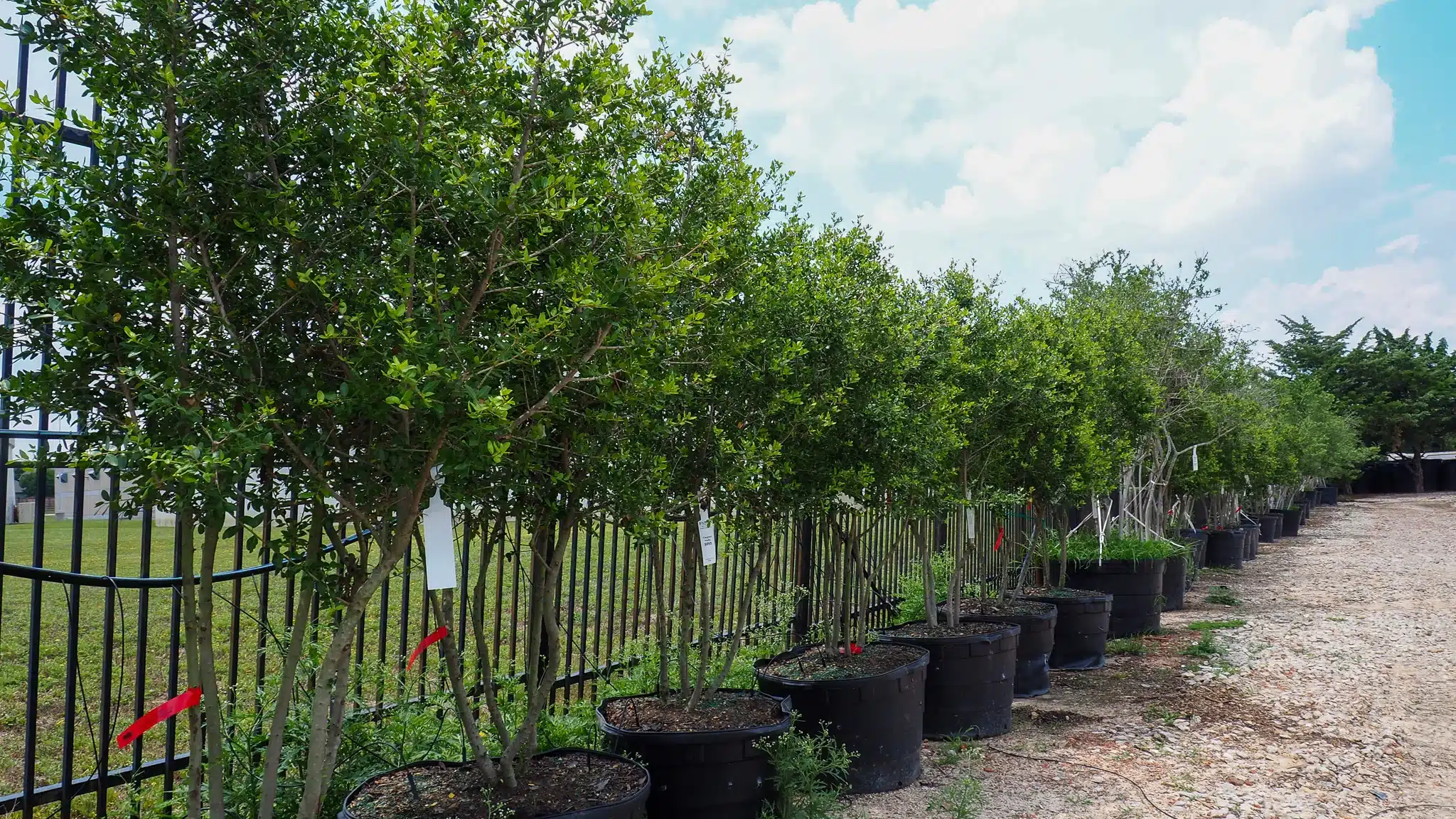 Yaupon Holly
