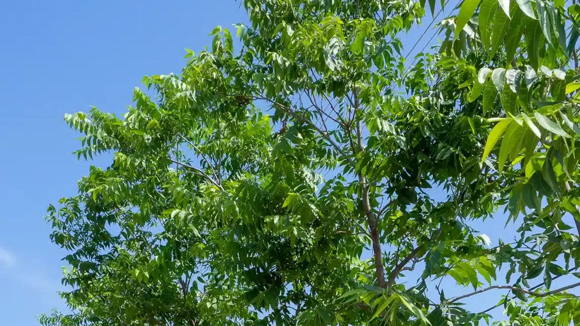 Pecan