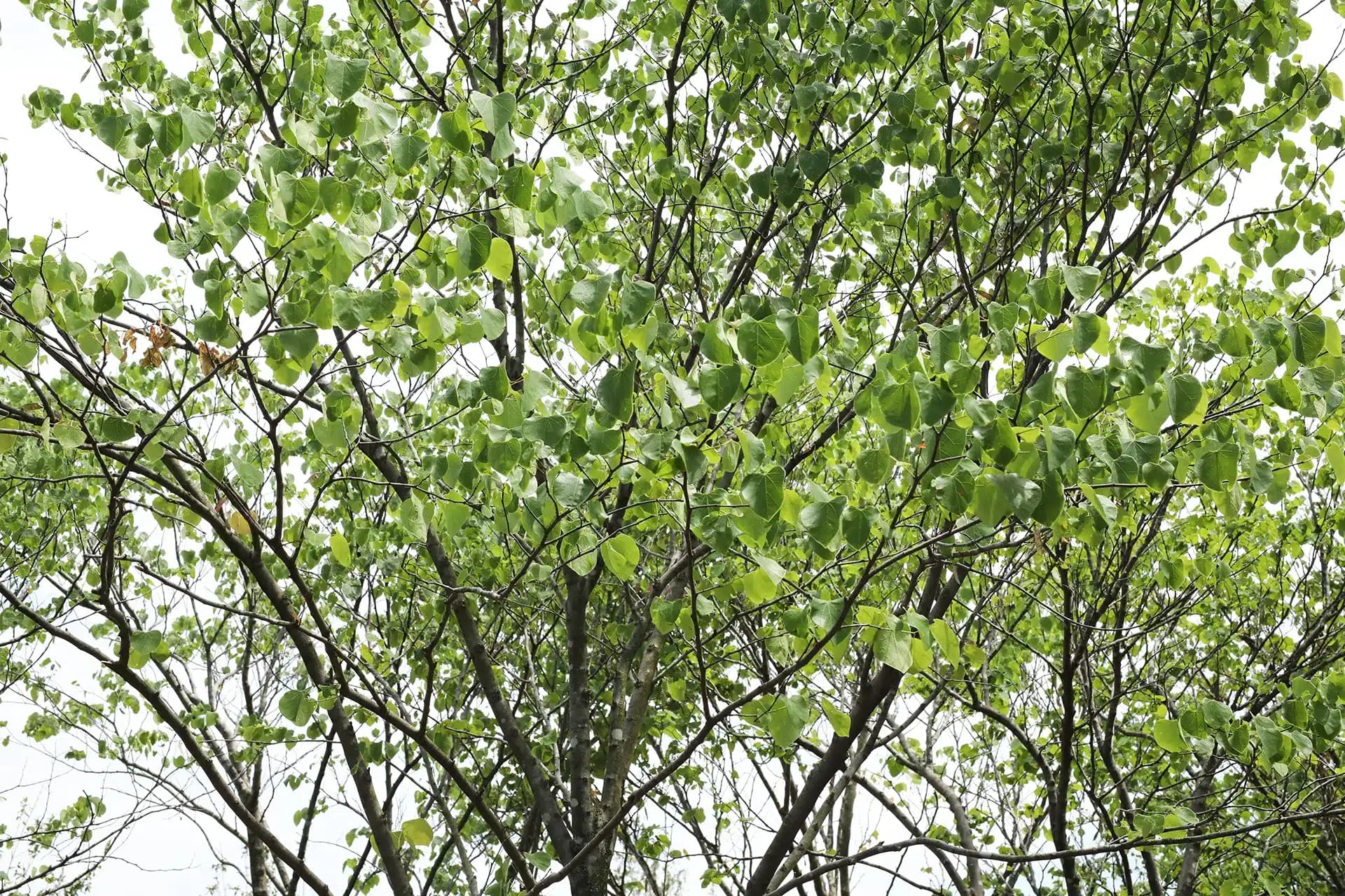 Red Bud Trees (Texas, Eastern & Oklahoma Red Bud)