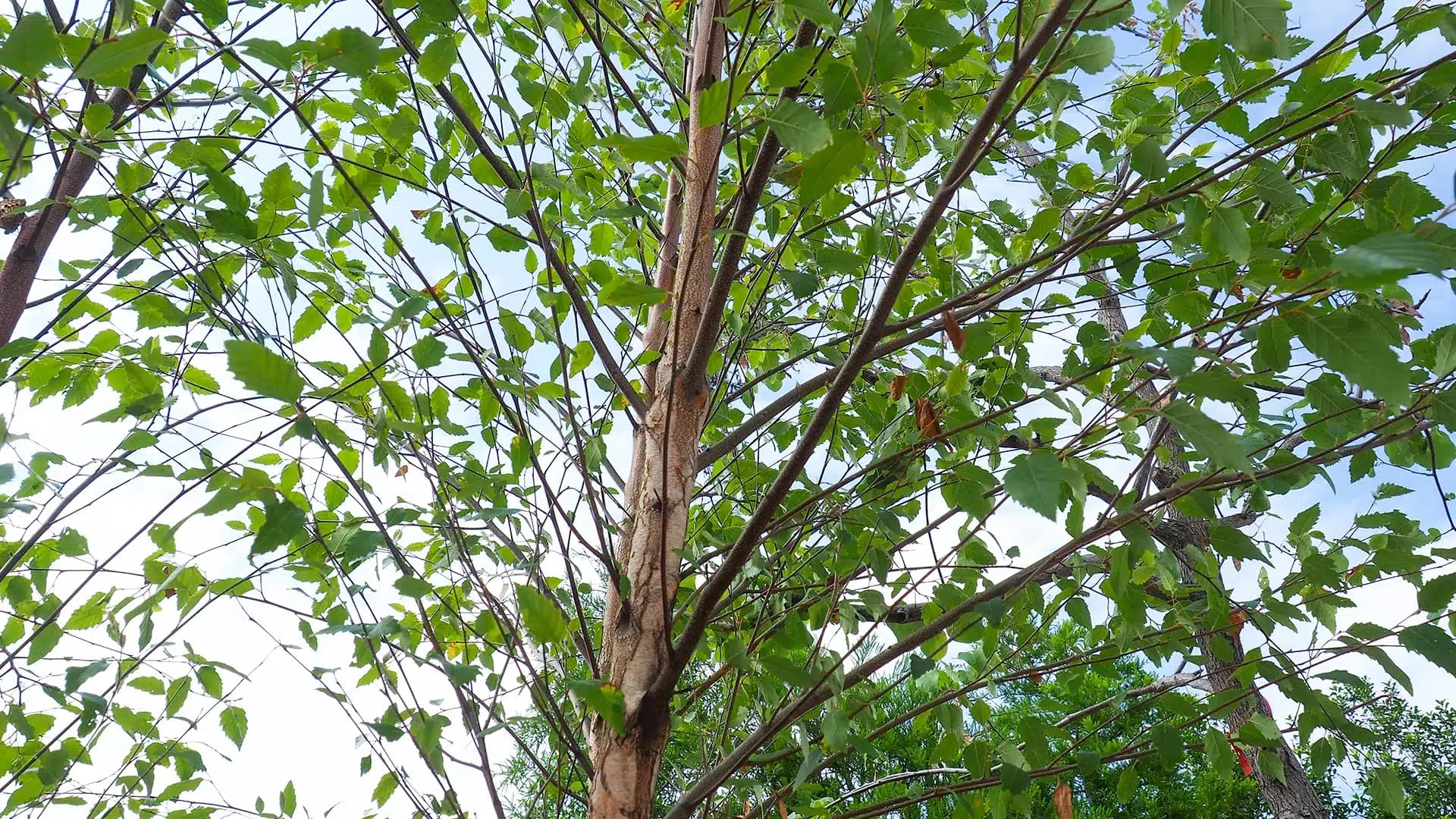 River Birch Tree