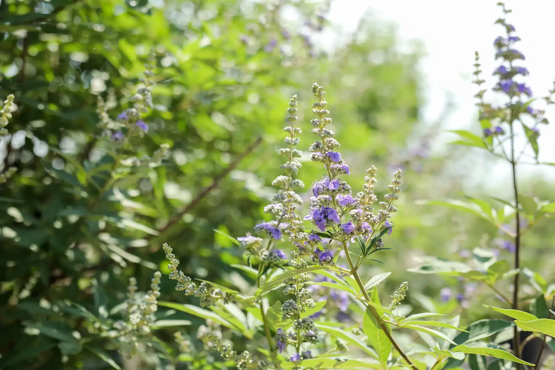 Vitex Trees