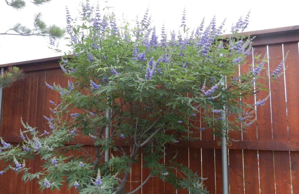 Vitex Trees - thumbnail 6