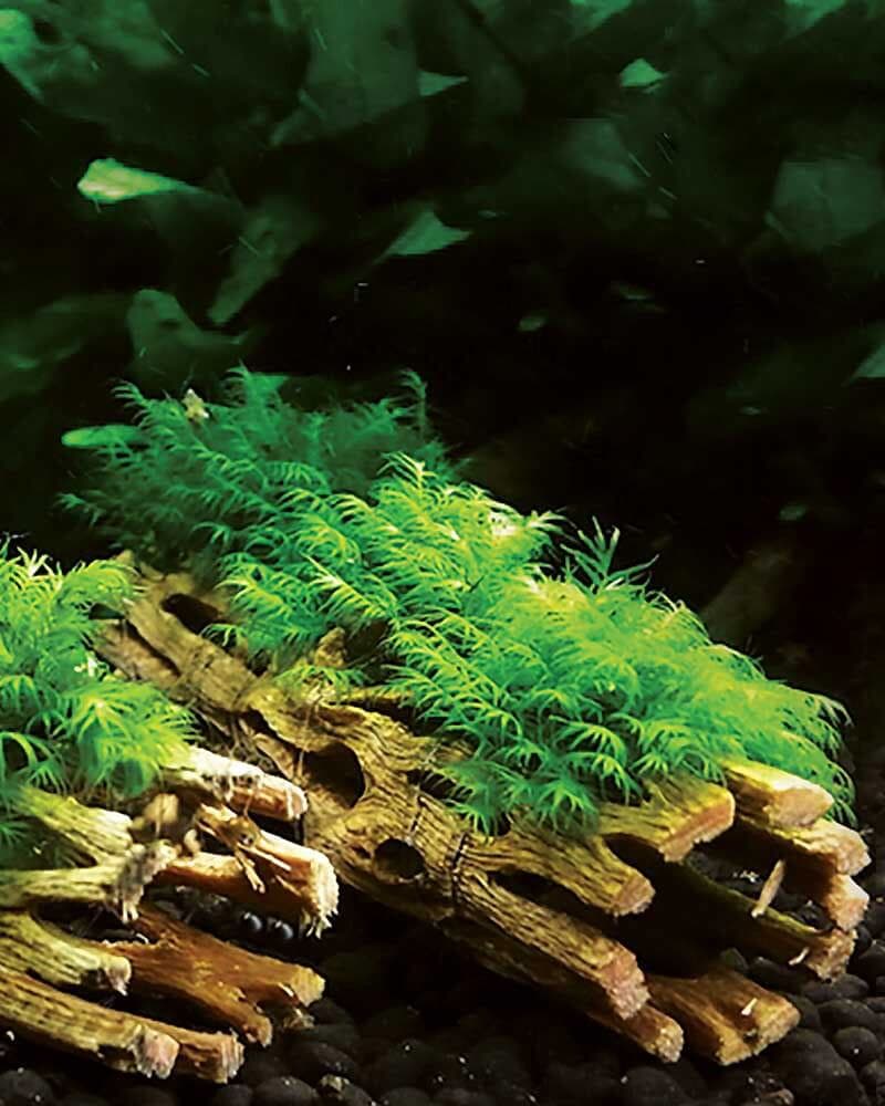 Cholla Wood 36 in - thumbnail 3