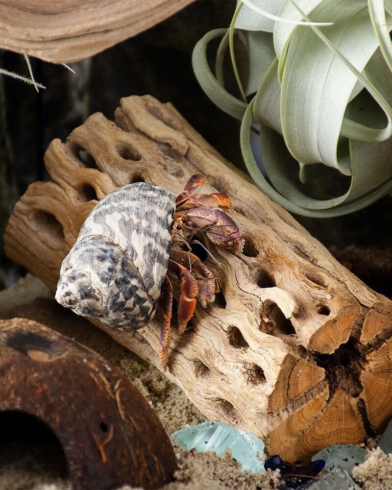 Cholla Wood 36 in - thumbnail 2