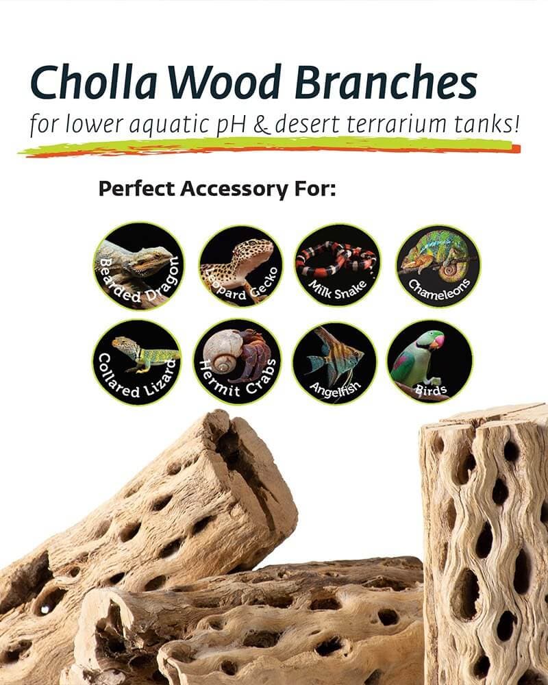 Cholla Wood 36 in - thumbnail 4