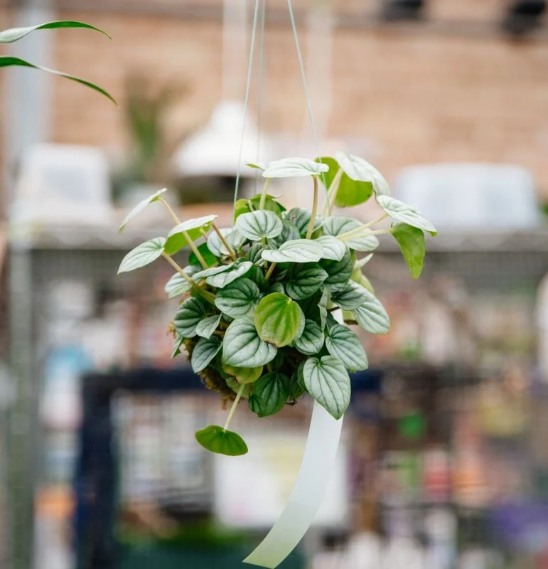 10/11/2026 – Classic Kokedama Workshop - thumbnail 4