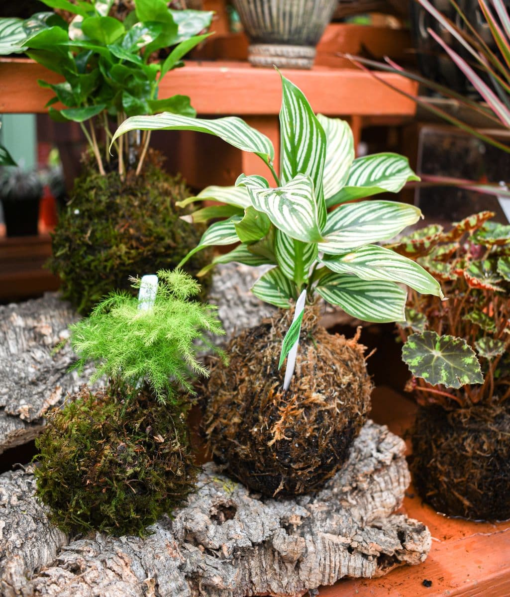 10/11/2026 – Classic Kokedama Workshop - thumbnail 3