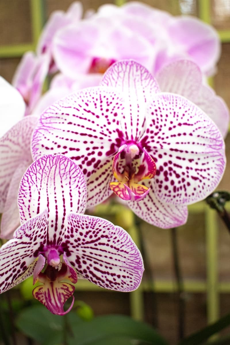 Moth Orchid (Phalaenopsis)