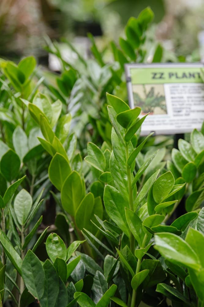ZZ Plant (Zamioculcas zamiifolia)