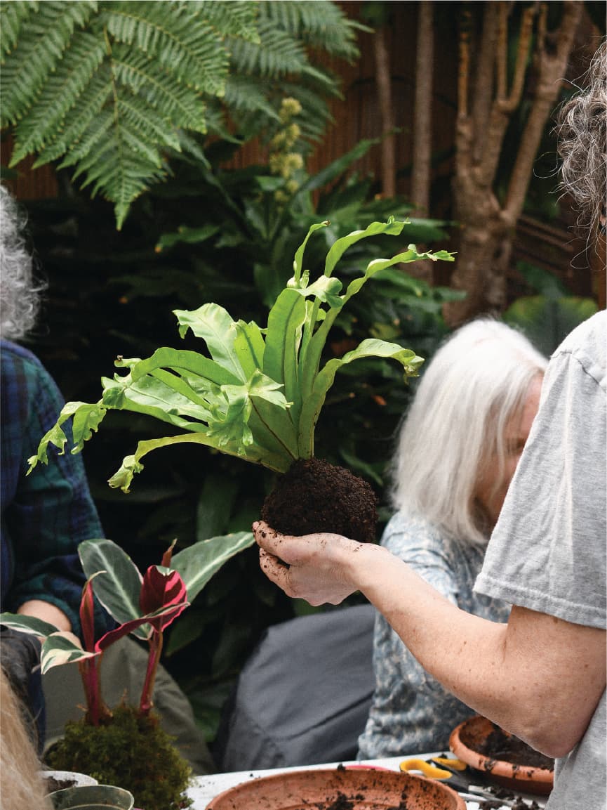 10/11/2026 – Classic Kokedama Workshop